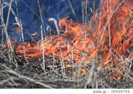 fire burning dry grass fire burning dry grass 16430793