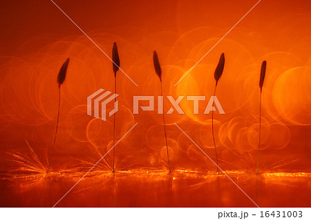 abstract blurred natural background orange dandelion seeds abstract blurred natural background orange dandelion seeds 16431003