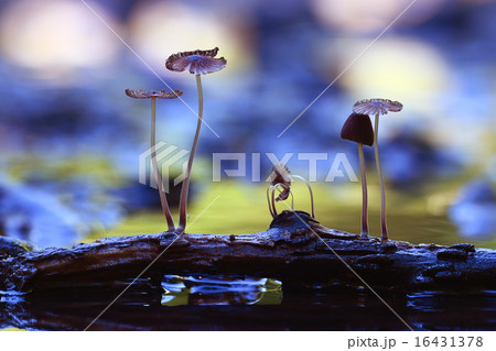 small mushrooms toadstools macro poisonous 16431378