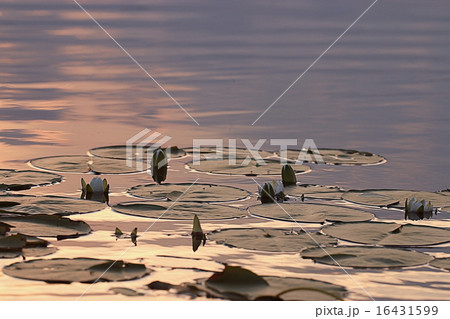 water lilies sunset water lilies sunset 16431599