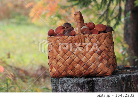 Basket with mushrooms autumn forest sun rays 16432232