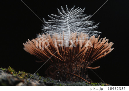 mold small mushrooms macro 16432385