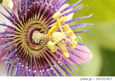 トケイソウ 時計草 パッシフローラ ベロッティ 薄紫 の写真素材