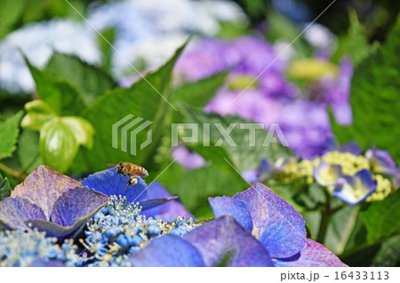 アジサイにホバリングするミツバチ 16433113
