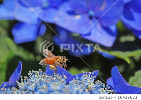 アジサイにホバリングするミツバチ 16433623