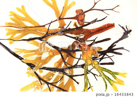 Various brown algae Various brown algae 16433843
