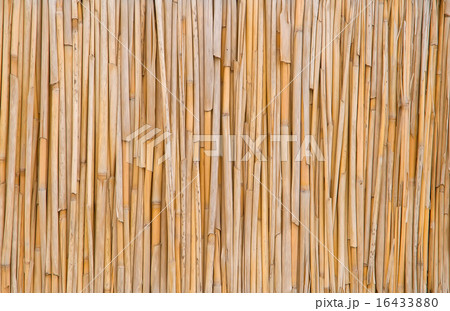 Dry cane. 16433880