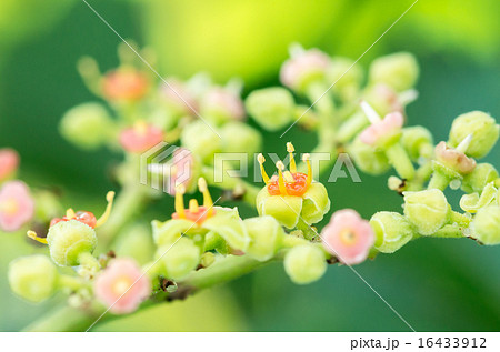 ヤブガラシの花 16433912
