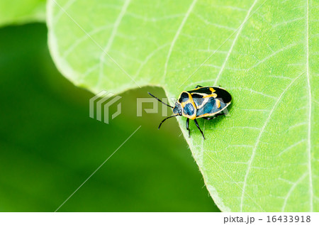 葉っぱの上にいるナガメ 16433918