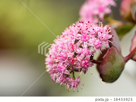 ミセバヤの花 16433923