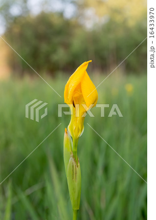 Yellow iris flower. Yellow iris flower. 16433970