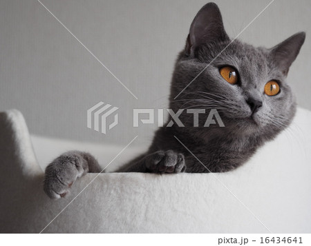 ベッドにいる猫 ベッドにいる猫 16434641