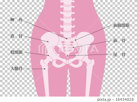 人体骨格_腰部_ピンク説明あり 16434828