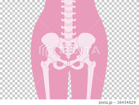 人体骨格_腰部_ピンク説明なし 人体骨格_腰部_ピンク説明なし 16434829