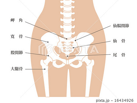 仙骨人体骨格 腰部 肌色 説明ありのイラスト素材