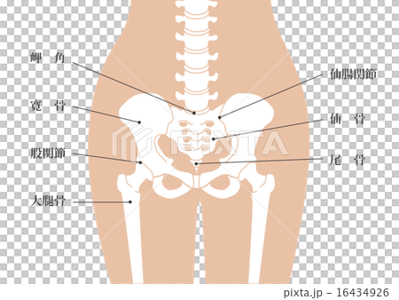 骶骨人體骨骼_腰部皮膚顏色_解釋可用 16434926