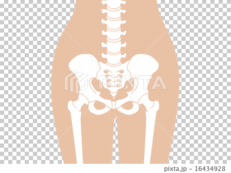 骶骨人體骨骼_腰部皮膚顏色_解釋無 16434928