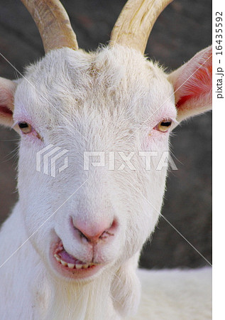 文句を言うヤギ 16435592