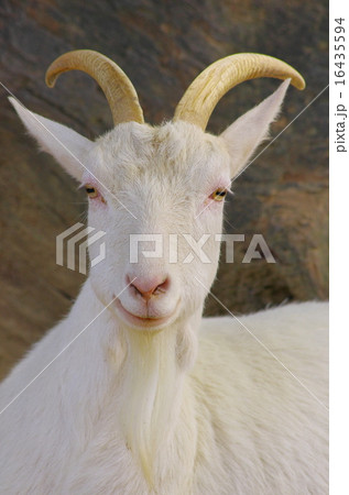 にっこりするヤギ 16435594