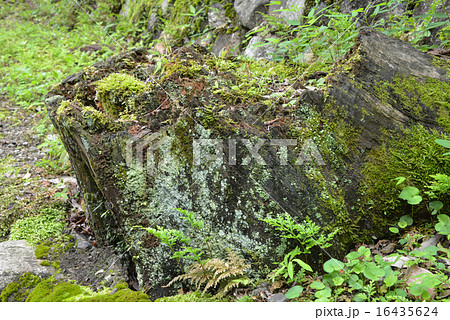 苔むした切株 苔むした切株 16435624