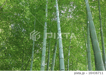 竹藪 16436711