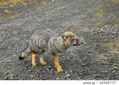 チリ　パイネ国立公園　クルペオギツネ 16436777