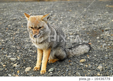 チリ　パイネ国立公園　クルペオギツネ 16436779