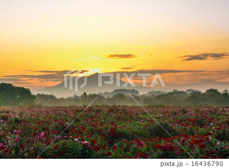 草原の朝焼け 草原の朝焼け 16436790