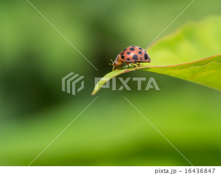 草食性で害虫のテントウムシダマシ 16436847