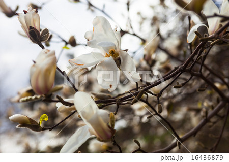 White flowers of the magnolia tree in early spring 16436879