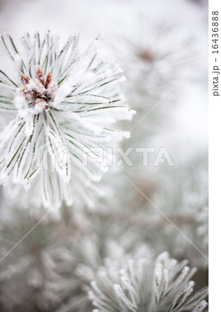 Coniferous branches covered with hoarfrost Coniferous branches covered with hoarfrost 16436888