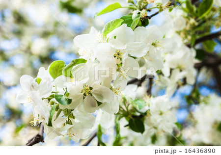 Blooming apple tree 16436890