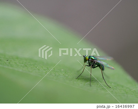 極小で青緑色に光る蠅の写真素材