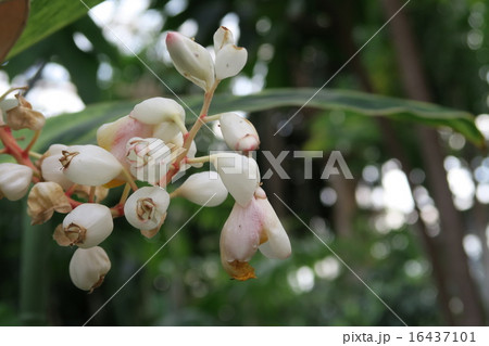 キフゲットウの花 16437101