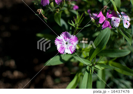 なでしこ 16437476