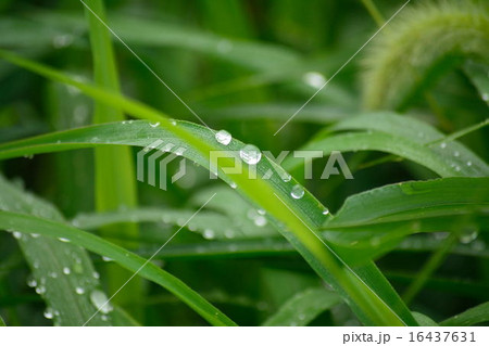 エノコログサ 16437631