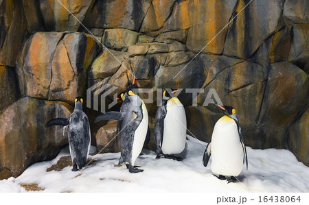 Emperor Penguins in zoo 16438064