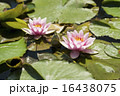 蓮の花 16438075