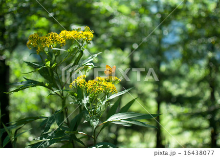 オミナエシの花 オミナエシの花 16438077