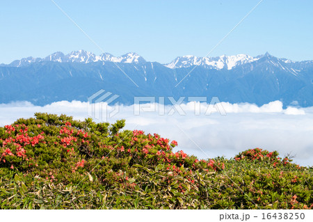 雲海に浮かぶ槍穂高連峰とレンゲツツジ 美ヶ原 思い出の丘からの眺望 の写真素材