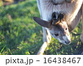 カンガルー 16438467