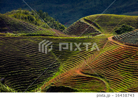 Fields in the mountains, Sapa, Vietnam 16438743