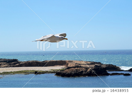 Essaouira. Essaouira. 16438955