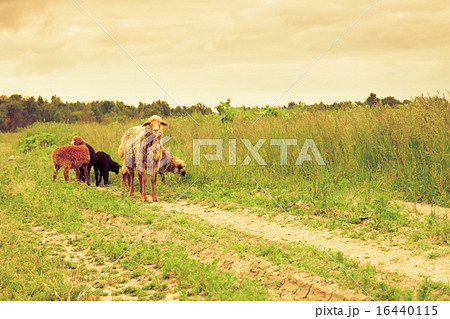 Flock of Sheep Under The Weather 16440115
