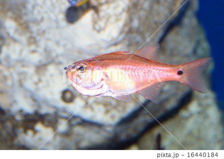 ネンブツダイの写真素材 [16440184] - PIXTA