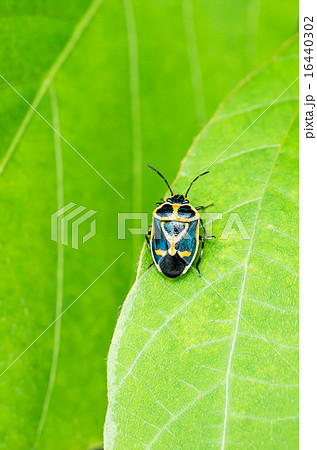 葉っぱの上にいるナガメ 葉っぱの上にいるナガメ 16440302
