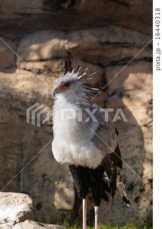 ヘビクイワシ1 ヘビクイワシ1 16440318