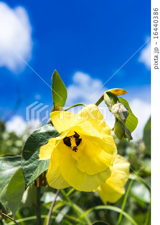 ゆうな ゆうな 16440386