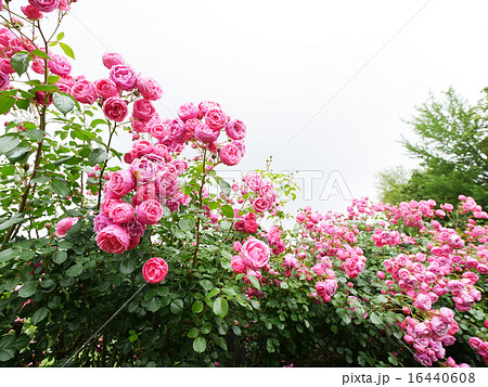 お花畑 お花畑 16440608