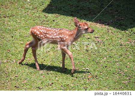 子鹿13の写真素材 子鹿13の写真素材